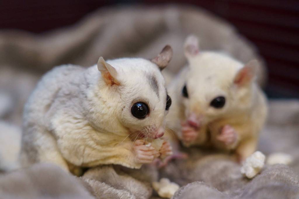 A pair of sugar gliders.
