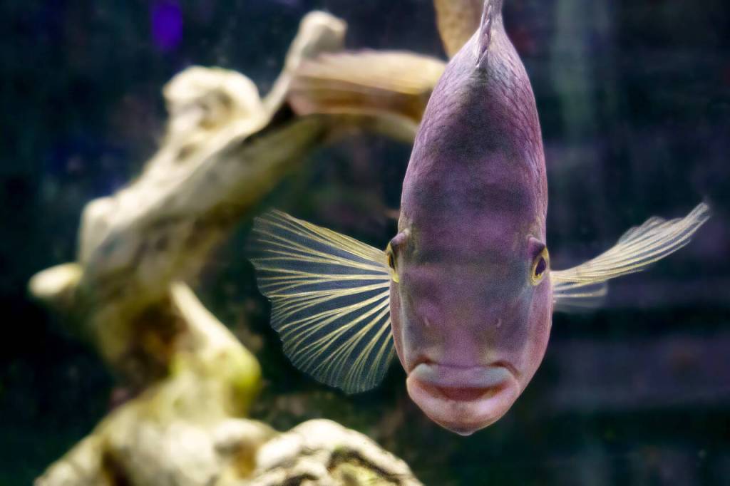 Photos by David Welton
A fish peers out of its tank.