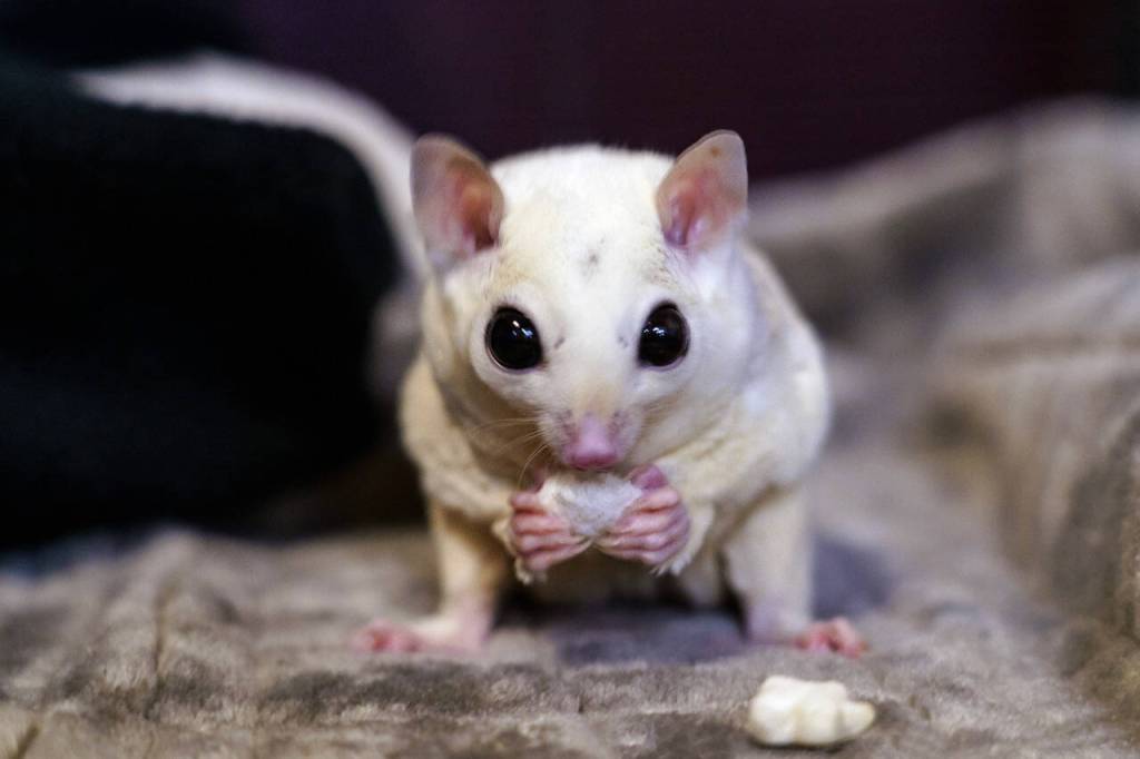 A sugar glider munches on a treat.