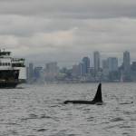 Photo provided by NOAA Northwest Fishery Science Center