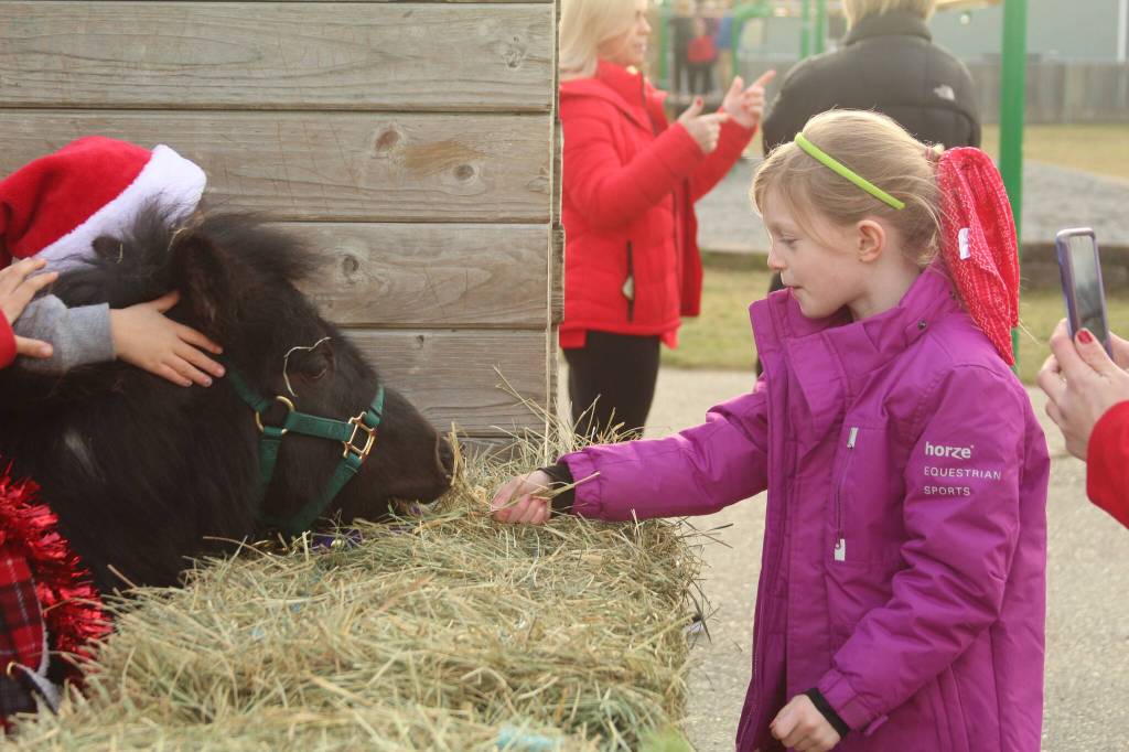 Photo by Karina Andrew/Whidbey News-Times
Millie Gruwell, a first grader at Oak Harbor Christian School, feeds a miniature pony Dec. 16. On Friday, the school brought in three friendly ponies, decked out in their Christmas best, for the children to meet during the school day.