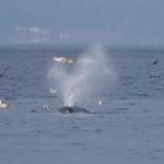 Photo by Donna George/Orca Network Orca Network volunteer and board member Donna George captured a photo of Little Patch blowing while the whale was feeding off Seawall Park in Langley Dec. 16.