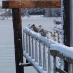 Birds roost in the snow at Flintstone Park on Tuesday. (Photo by Karina Andrew/Whidbey News-Times)