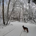 John Lussmyer submitted a photo of walking the dogs in Greenbank.