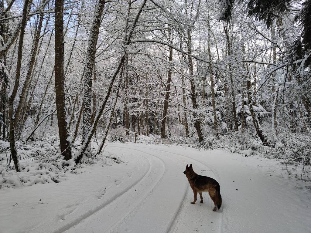 John Lussmyer submitted a photo of walking the dogs in Greenbank.