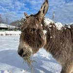 A donkey enjoys the snow at Bell's Farm.