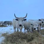 Cattle enjoy hay in the snow at Bells Farm.