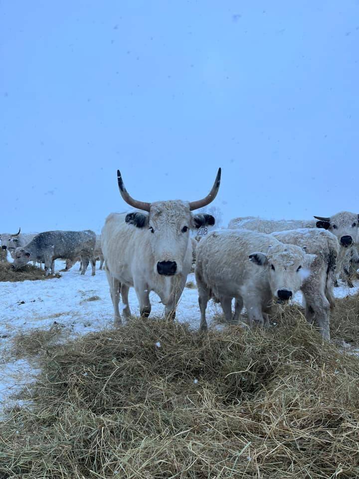 Cattle enjoy hay in the snow at Bells Farm.