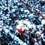 Aleera Kent offered this photo of various plants in her yard.