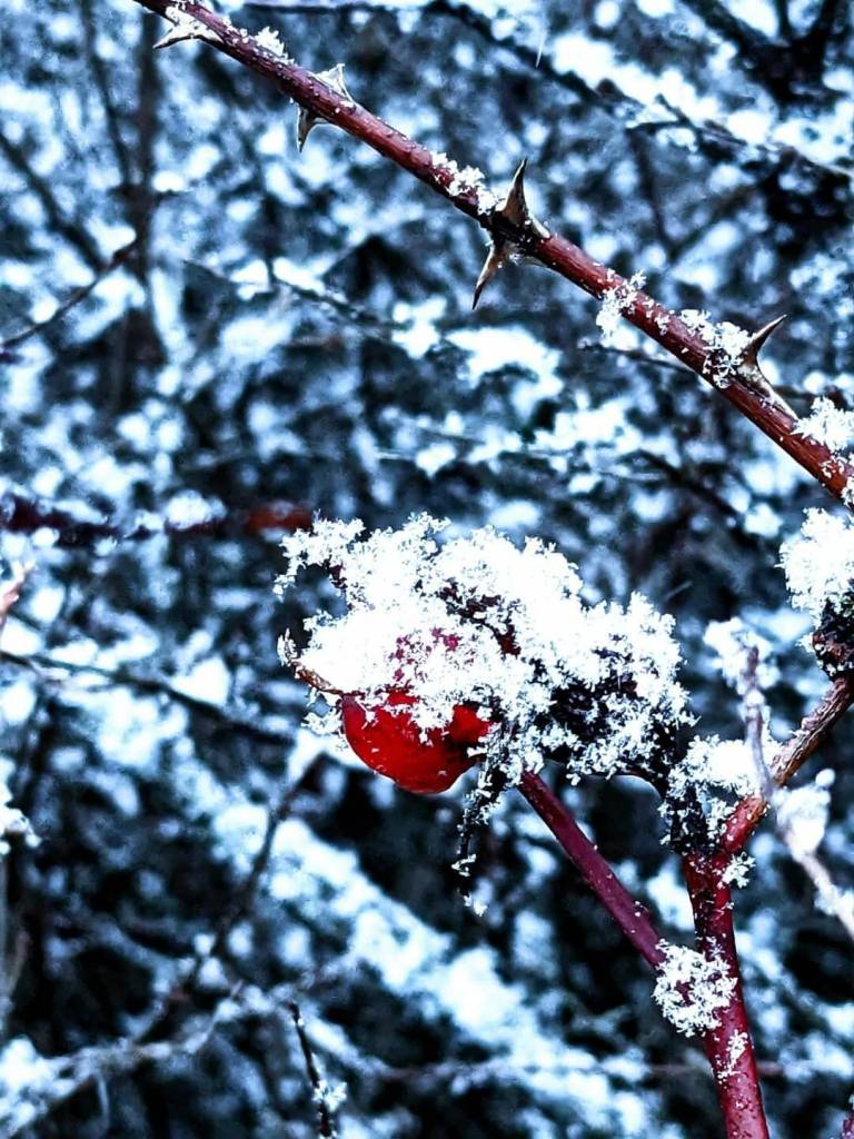 Aleera Kent offered this photo of various plants in her yard.