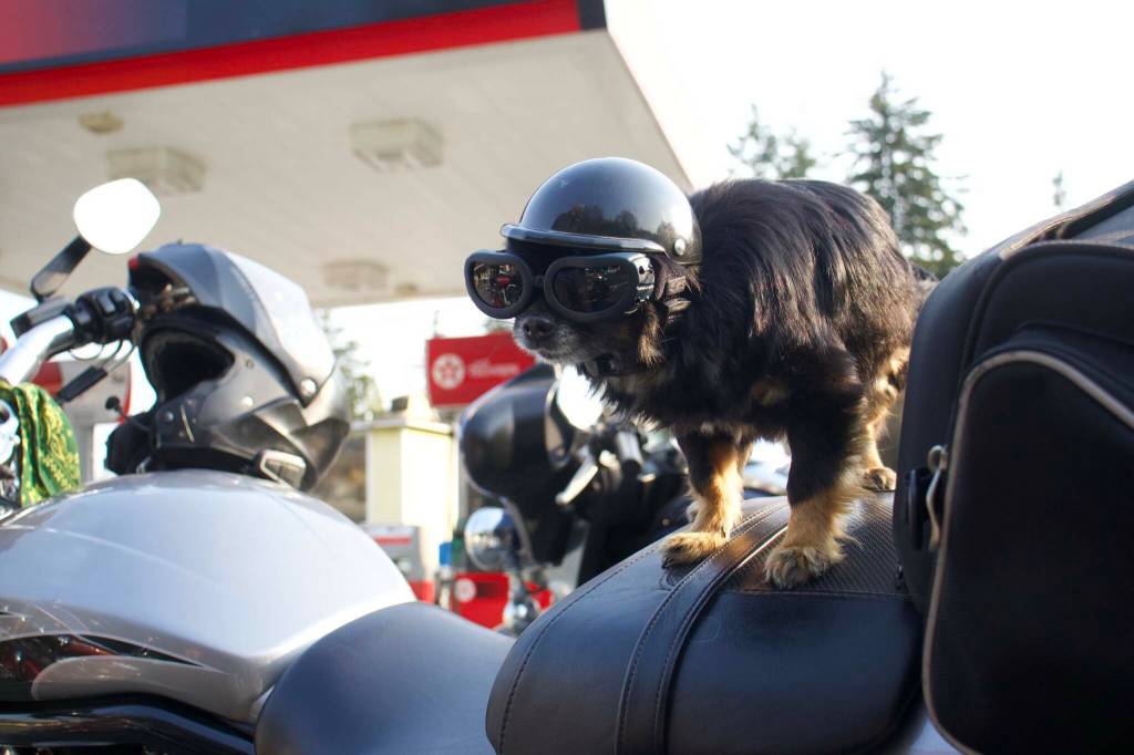 Gizmo the dog always joins his owner Dwayne Goner Fletcher on his motorcycle. Fletchers Oak Harbor-based motorcycle club, the Chauns of Island County, raised money for the Oak Harbor and Anacortes Boys and Girls Clubs this year. (Photo by Rachel Rosen/Whidbey News-Times)