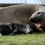 A baby elephant seal was born Jan. 31, 2022 in Deception Pass State Park. (Photo provided)