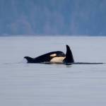 Southern resident orcas are the topic of this years Ways of Whales workshop, which is coming back to Coupeville. (Photo by Cindy Hansen/Orca Network)