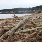 Photo by Rachel Rosen/Whidbey News-Times
An abundance of driftwood has washed up on the shore at Windjammer Park.