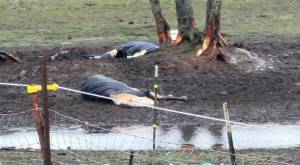Photo provided
Two horses were found deceased on a North Whidbey property on Christmas Eve.