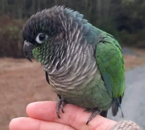 Photo submitted
Kopia, a turquoise green-cheeked conure, is missing on South Whidbey.