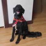 Image provided
A black lab named Pluto was shot and killed with a pellet gun on Camano Island.