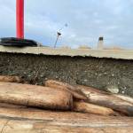 City of Oak Harbor photo
Pedestrian pathways in Windjammer Park in Oak Harbor suffered some erosion during recent king tide events.