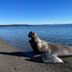 Photo by Jan Skewes
Ellison the elephant seal made a dramatic appearance on a Greenbank beach Monday.