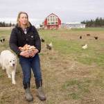 Brooke Crowder owns 1902 Ranch, a Coupeville farm that has had to raise its egg prices due to the shortage and high demand. (Photo by Rachel Rosen/Whidbey News-Times)
