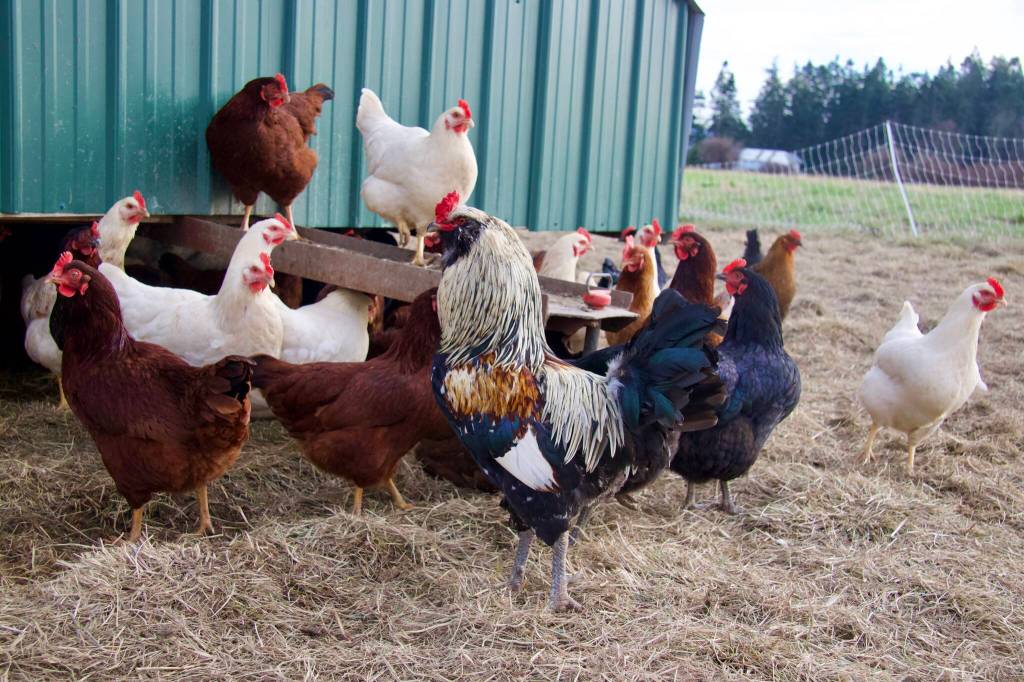 The chickens who live on 1902 Ranch have not been affected by the countrys historic avian flu outbreak. (Photo by Rachel Rosen/Whidbey News-Times)