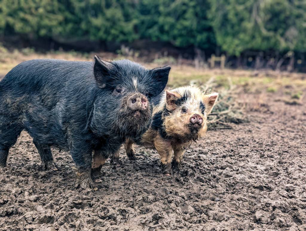 Mama Sunlight and Baby Sunlight were recently rescued, along with Uncle Sunlight. Later this year, they will be ready for adoption. (Photo provided)