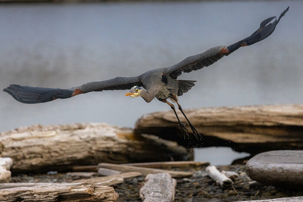 Photos by Jann Ledbetter
A bird takes flight over the water.