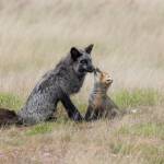 A young fox interacts with its elder.