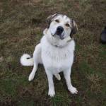 Cooper is the livestock guardian dog for the chickens at One Willow Farm.