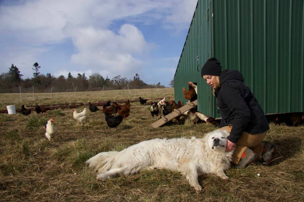 Photos by Rachel Rosen/Whidbey News-Times
Brooke Crowder with one of livestock guardian dogs.