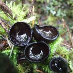 Pseudoplectoania vogesiaca. (Photo by Heidi Hoelting)