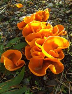 Photo by Heidi Hoelting