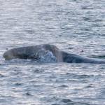Photo by Bob VonDracheck
Little Patch is a gray whale who is known for returning early to the Puget Sound.