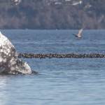 Photo by Rachel Haight
Fluke the gray whale takes a moment to feed.