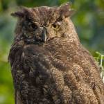 Photo by David Welton
A Whidbey Island owl sits in a tree. Its probably not the type of owl that attacks people, but you never know.