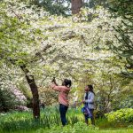 Kids search for Easter eggs during a hunt last year at Meerkerk Gardens. (Photo provided)