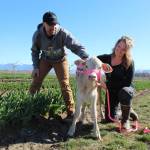 Andrew Miller of Tulip Valley Farms and Shannon Hamilton of Whidbey Farm and Market will collaborate to provide an interactive farm animal experience at this years Skagit Valley Tulip Festival. (Photo by Karina Andrew/Whidbey News-Times)