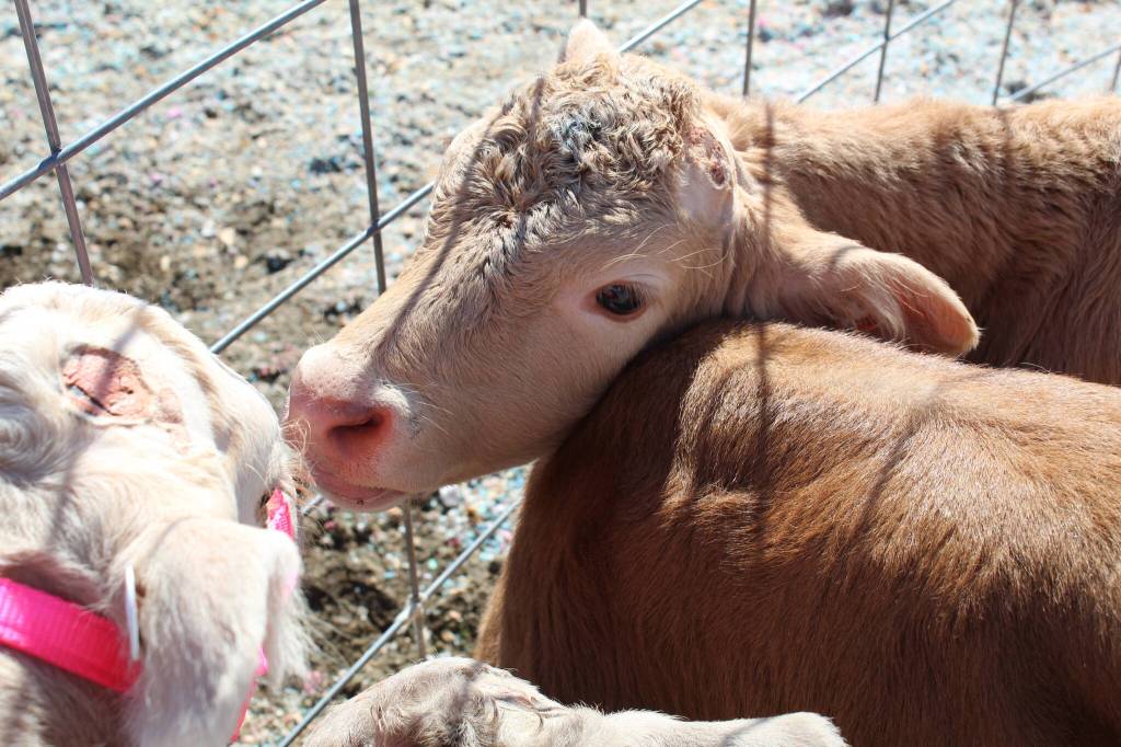 Skagit Valley Tulip Festival patrons will get the chance to cuddle and bottle feed six calves from Whidbey Island Farm and Market, who will be staying at Tulip Valley Farms for the duration of the month-long event. (Photo by Karina Andrew/Whidbey News-Times)