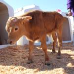Skagit Valley Tulip Festival patrons will get the chance to cuddle and bottle feed six calves from Whidbey Island Farm and Market, who will be staying at Tulip Valley Farms for the duration of the month-long event. (Photo by Karina Andrew/Whidbey News-Times)