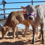 Skagit Valley Tulip Festival patrons will get the chance to cuddle and bottle feed six calves from Whidbey Island Farm and Market, who will be staying at Tulip Valley Farms for the duration of the month-long event. (Photo by Karina Andrew/Whidbey News-Times)