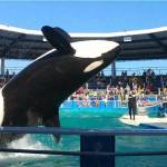 Lolita, pictured here in 2020, performed at the Miami Seaquarium for decades until her retirement last year. Now, her return to the Salish Sea is on the horizon. (Photo by Rachael Andersen)