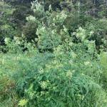 A patch of poison hemlock in bloom on Whidbey Island. (Photo provided)