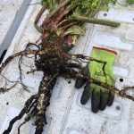 Poison hemlock has an enlarged taproot. (Photo provided)