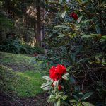 Rhododendron Taurus bloom at Meerkerk Gardens in March. (Photo by Cynthia Woerner)