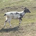 deer