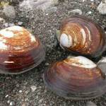 Department of Health photo
Varnish clams are an invasive species that concentrate biotoxins at a high level.