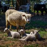 A ewe watches over her lambs on Wild Rose Farm. (Photo by David Welton)