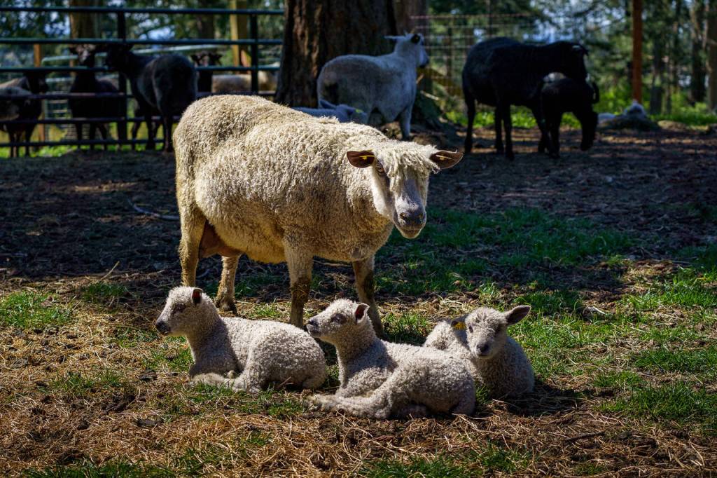 A ewe watches over her lambs on Wild Rose Farm. (Photo by David Welton)