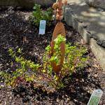 Photo by Harry Anderson