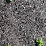 Photo by Harry Anderson